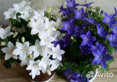 Кампанула жених