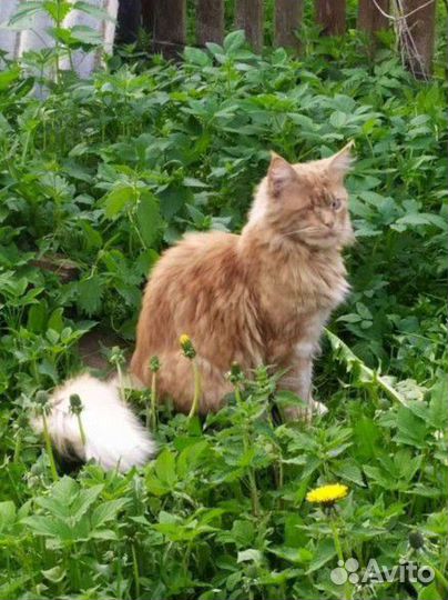Котята мейн-кун