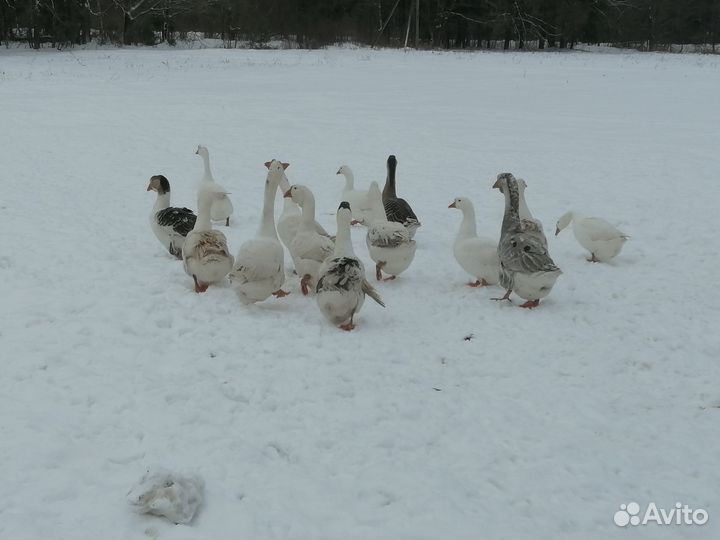 Гуси холмогоры
