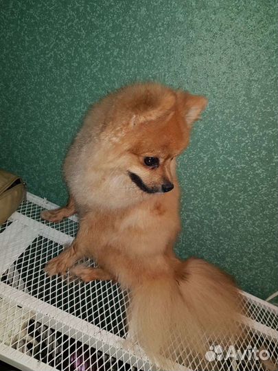 Ветеринарные услуги и стрижки животных