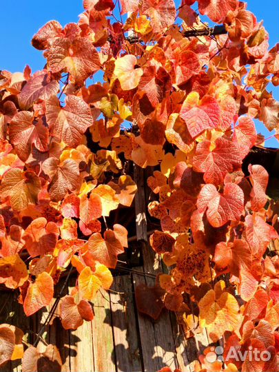 Виноград куанье (японский)