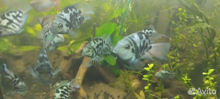 Рыбка Цихлида Сапфировый попугай или Голубая панда