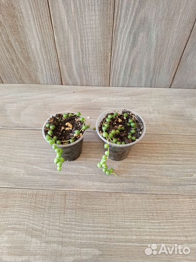 Циропегия, сциндапсус, филодендрон, хлорофитум