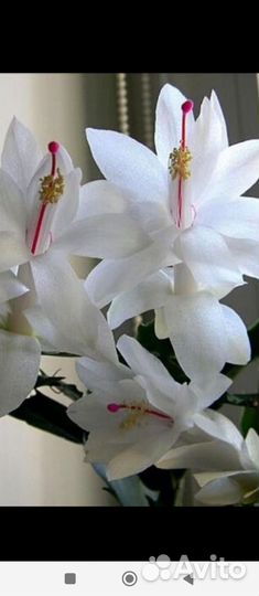 Декабрист белый