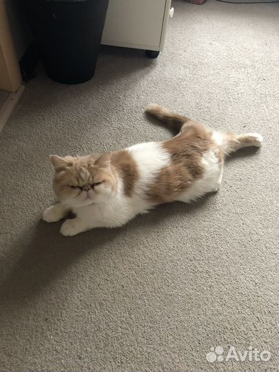 Экзотическая кошка