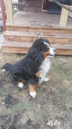 Собака - Бернский зенненхунд в добрые руки