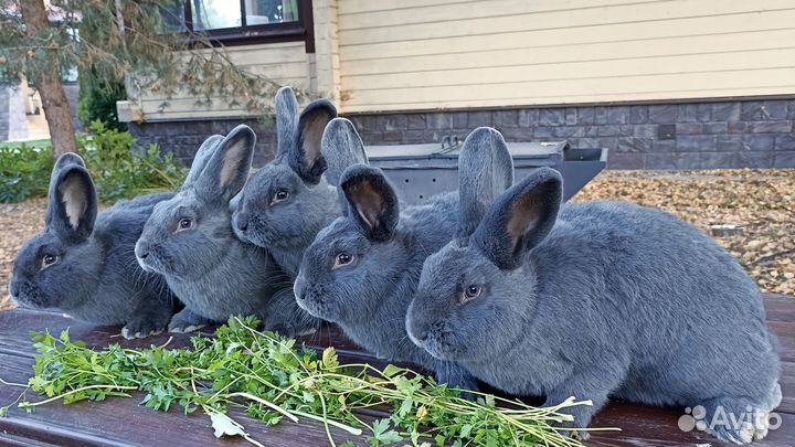 Кролики венские голубые