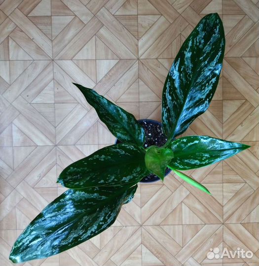 Аглаонема Сильвер Splash