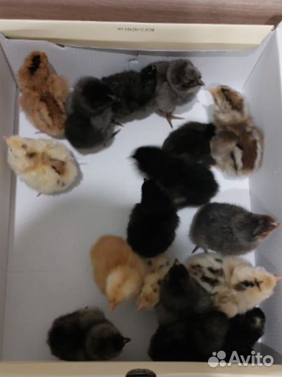 Цыплята суточные