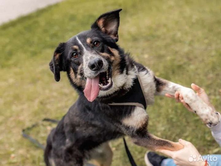 Бордер-колли метис в добрые руки
