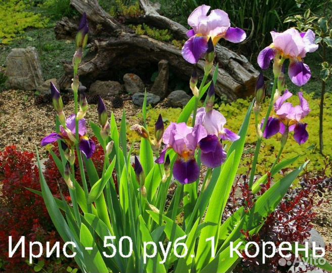 Ирисы бородатые