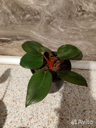 Филодендрон