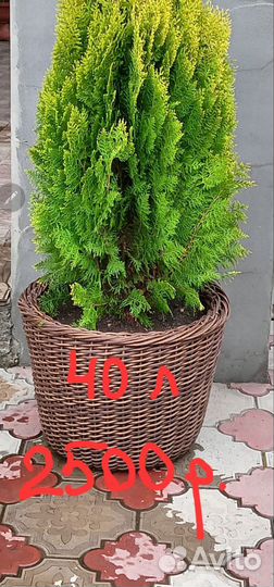 Горшок для цветов