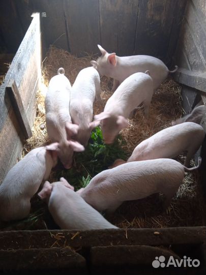 Поросята