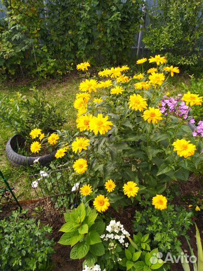 Таволга,вероника,астрация,рудбекия,гелеопсис, геле