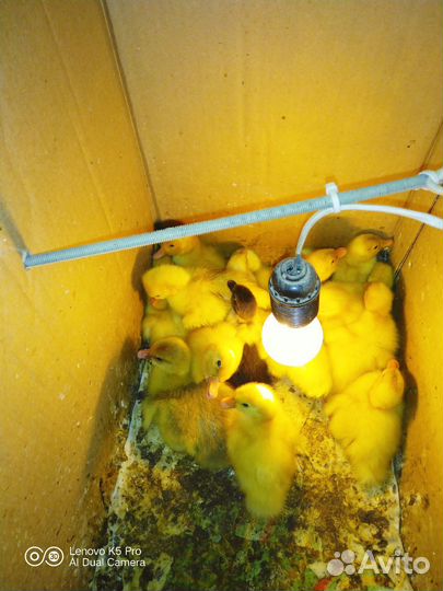 Утята стар 53,индоутята