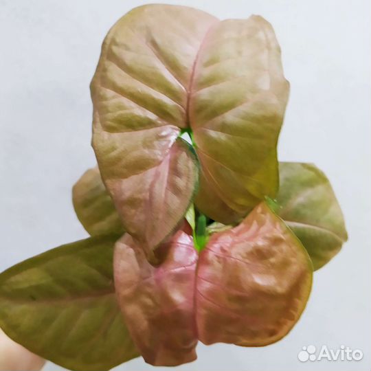 Сингониумы