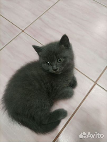 Шотландский котенок скоттиш страйт