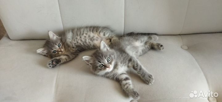 Котята отдам в добрые руки бесплатно