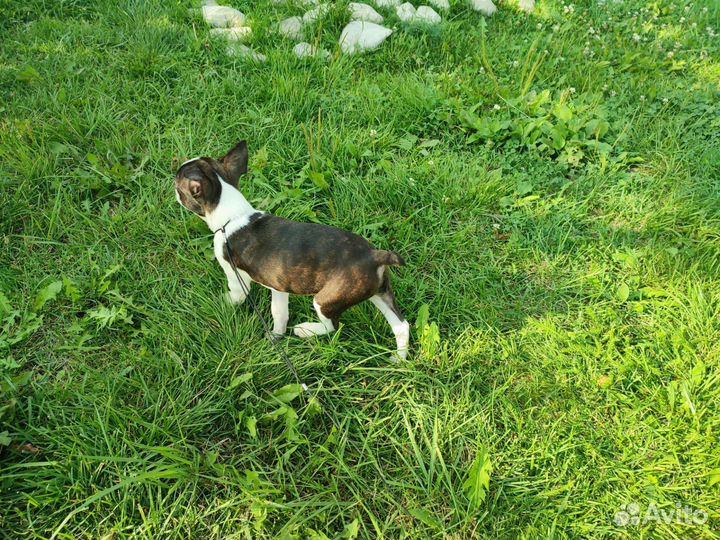 Бостон терьер мальчик