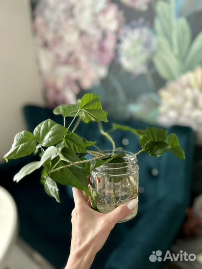 Гибискус китайская роза черенок