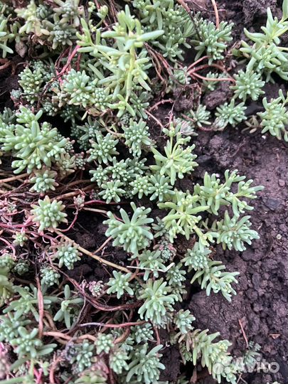 Почвопокровные от