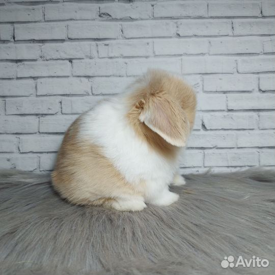 Minilop самец