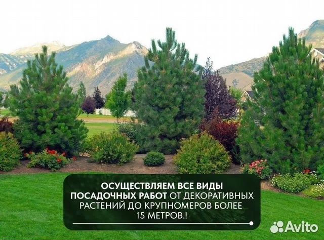 Ель обыкновенная