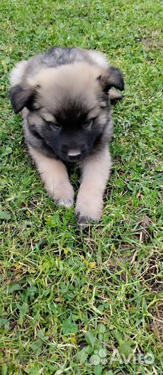 Щенки алабая в добрые руки