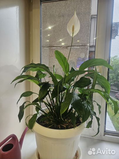 Комнатные цветы