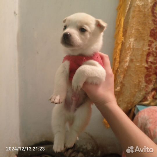 Продам щенят, безпородистых