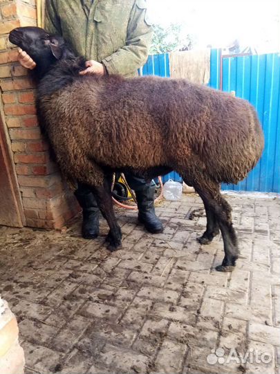 Овцы бараны, на (племя) развод