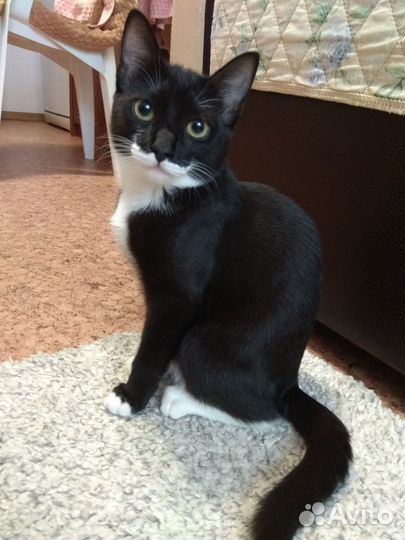 Котенок (кошечка)