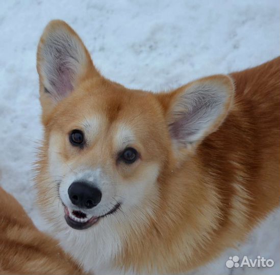 Кобель для вязок