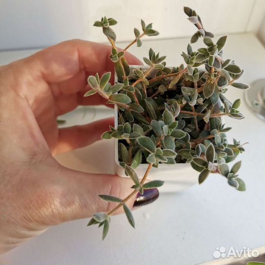 Суккуленты