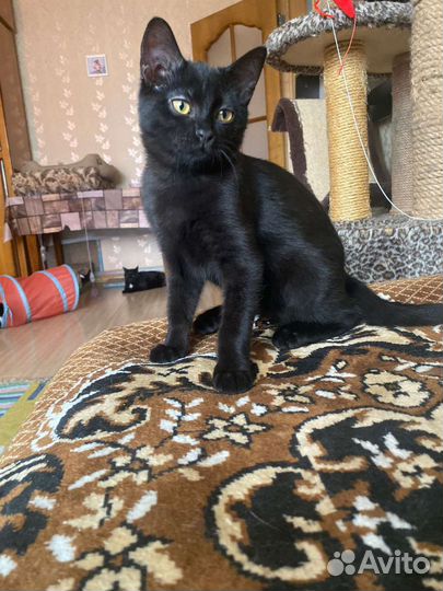 Черный котенок мальчик в добрые руки