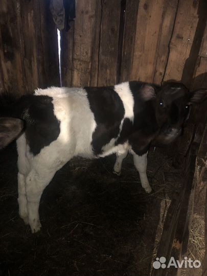 Тёлки 3 месяца и 1,5 месяца