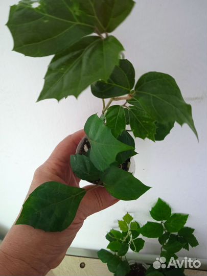 Циссус, хлорофитум