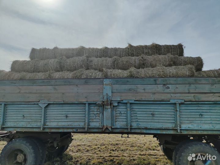 Сено продажа только камазом 300 шт. По 180