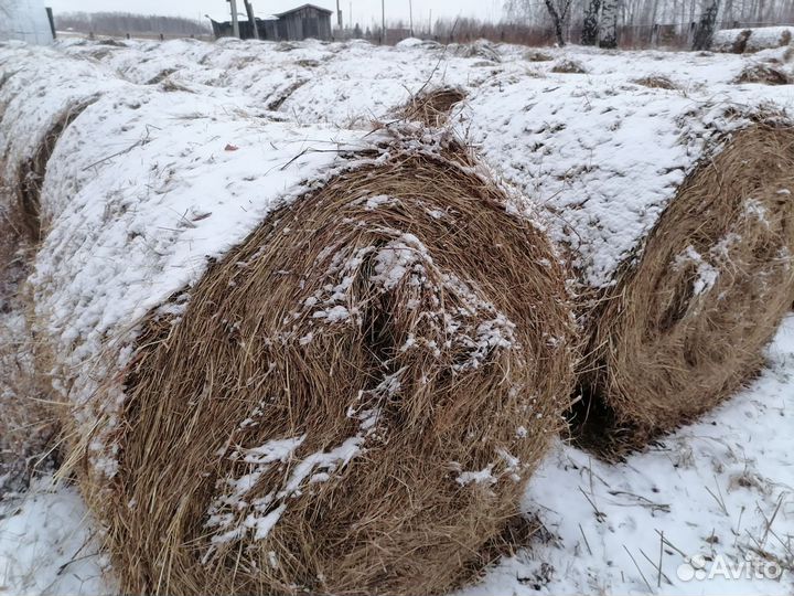 Продам сено в рулонах