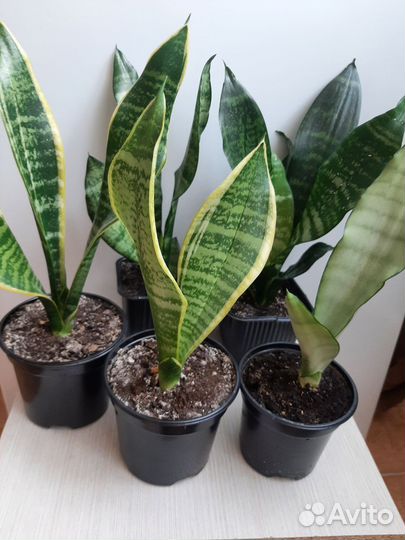 Комнатный цветок сансевиерия