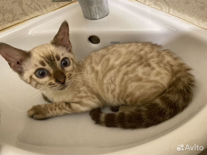 Бенгальская Милашка