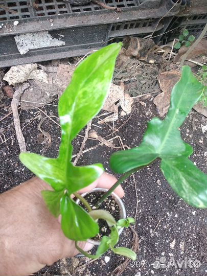 Филодендрон маска вариегатная