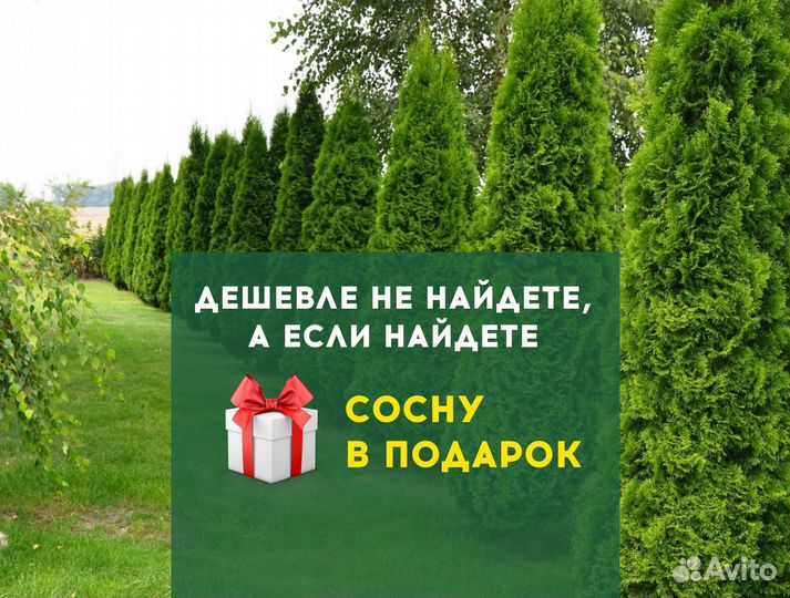 Живая изгородь из туи