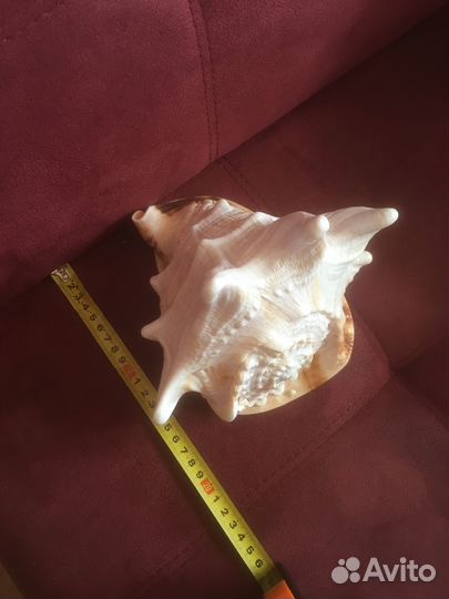 Ракушка рапан