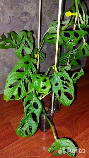 Монстера Фридрихшталя