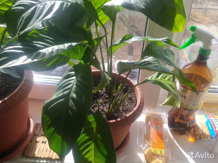 Спатифиллум