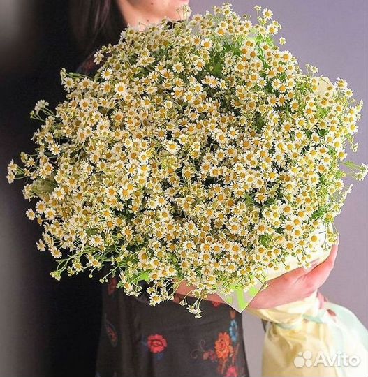 Цветы ромашки