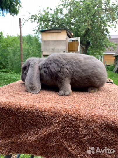 Французский баран