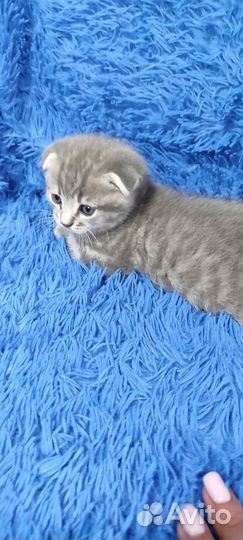 Шотландская